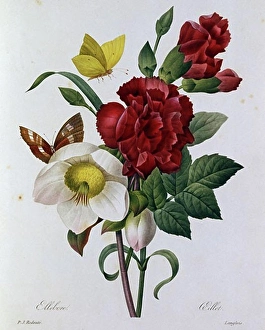 Paintings And Illustration Prints: A Botanical Study of Hellebore Pierre Joseph Redoute (1759-1840 French)
