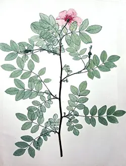 Germany Prints: botany flowers Dog Rose (Rosa canina)