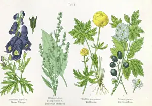 Original Prints: botany four illustrations Aconite (Acpmotim napellus) Goosefoot (Chenopodium polyspermum L)
