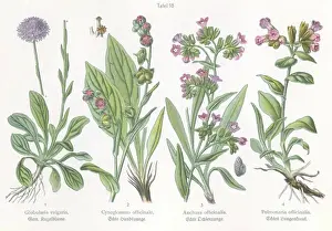 Hound Prints: botany four illustrations Common Globularia (Globularia vulgaris) Hound's tongue (Cynoglossum officinale)