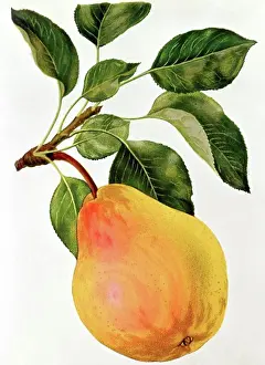 19th Century Prints: botany Pyrus 'pear' (Pyrus communis)