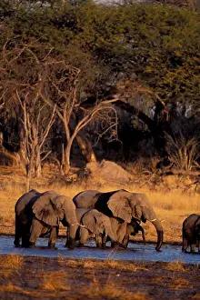 Evening Light Prints: BOTSWANA, OKAVANGO DELTA, MOREMI WILDLIFE RESERVE, ELEPHANT HERD, DRINKING