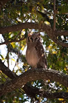 Botswana Prints: BOTSWANA, OKAVANGO INLAND DELTA, VUMBURA, GIANT EAGLE OWL (Bubo lacteus)