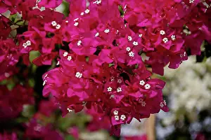 Blossoms Prints: Bougainvillea, also bougainville