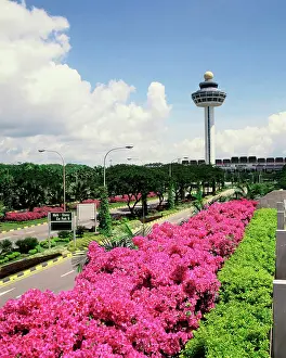 Days Prints: Bouganvillea at Singapore Changi airport