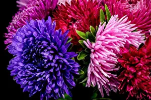 Flower Head Prints: Bouquet of asters Lady Coral isolated on a black background. Flower head close-up