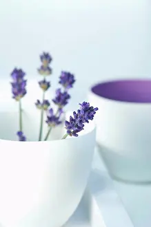 Flavour Prints: Bowl of lavender flowers on white background, close up