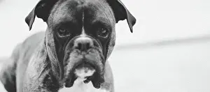 Attentive Prints: Boxer in black and white