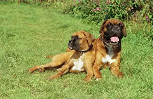 Thoroughbred Prints: two Boxer - lying on meadow