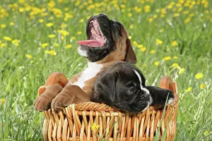 Thoroughbred Prints: two Boxer puppies in basket on meadow
