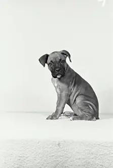 Boxer Prints: Boxer puppy sitting