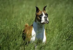 Adult Animal Prints: Boxer (uncropped)