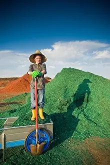 One Child Only Prints: Boy with a shovel in front of a heap of dyed wood chips