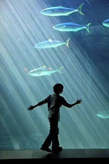 Curiosity Prints: Boy watching fish in aquarium