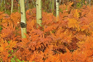 Toxic Prints: Bracken ferns (Pteridium aquilinum) and aspen tree (Populus tremuloides) trunks in autumn