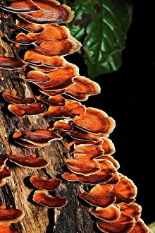 Rotten Prints: Bracket fungus growing on a tree trunk, Maliau Basin, Sabah, Borneo, East Malaysia