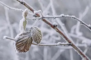 Branches Prints: Bramble leaves covered in frost and ice