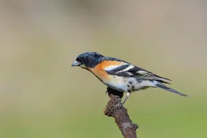 Breeding Prints: Brambling (Fringilla montifringilla) adult male