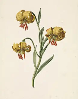 Branch with three yellow lilies, M