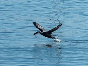 Monterey Bay Prints: Brandt Cormorant California Collecting Monterey Bay