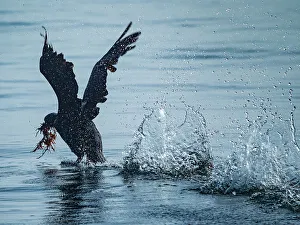 Monterey Bay Prints: Brandt Cormorant California Collecting Monterey Bay