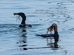 Monterey Bay Prints: Brandt Cormorant California Collecting Monterey Bay