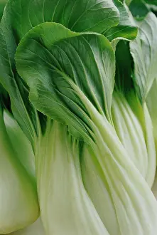Culinary Prints: Brassica chinensis, Pak choi