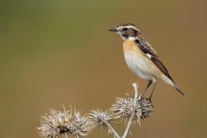 Italienisch Prints: Braunkehlchen, Braun-Kehlchen Saxicola rubetra