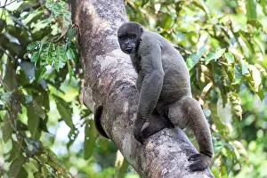 Brazil Prints: Brazil, Amazon, Manaus, Amazon EcoPark Jungle Lodge
