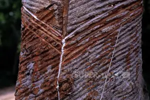 Brazil Prints: Brazil, Amazon River, Near Alter Do Chao, Rubber Tree Farm, Latex Dripping From Tree