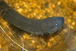 Brazil Prints: Brazil, Amazonas, South american lungfish