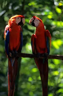 Brazil Prints: BRAZIL, MANAUS, SCARLET MACAWS