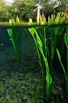 Underwater Prints: Brazil, Mato Grosso do Sul, Bonito