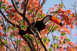 Animal Behavior Prints: Brazil, Mato Grosso Do Sul, Toucan perching on branch