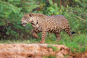 Swamp Prints: Brazil, Northern Pantanal, Taiama Ecological Reserve
