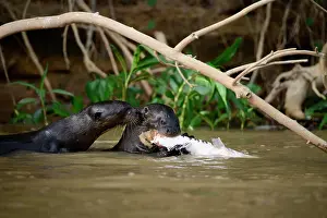 Chordate Prints: Two Brazilian Giant Otter (Pteronura brasiliensis) eating a fish in the Pantanal, Brazil