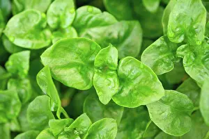 Leafy Prints: Brazilian spinach plant Fresh green Brazilian spinach plant background
