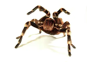 Threatening Prints: Brazilian whiteknee tarentula on white background