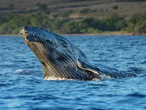 Marine Prints: Breaching baby Humpback Whale (Megaptera novaeangliae), Maui, Hawaii