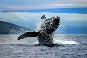 Blue Water Prints: Breaching Humpback Whale (Megaptera novaeangliae)