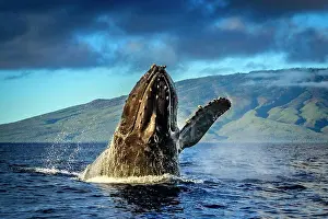 Marine Prints: Breaching Humpback Whale (Megaptera novaeangliae), Maui, Hawaii