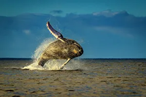 Blue Water Prints: Breaching Humpback Whale (Megaptera novaeangliae) at sunrise, Maui, Hawaii