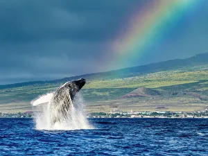 Blue Water Prints: Breaching Humpback Whales (Megaptera novaeangliae) whale under the rainbow, Maui, Hawaii