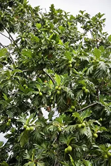 Caribbean Prints: Breadfruit Artocarpus altilis tree