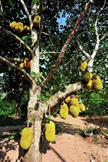 East Africa Prints: Breadfruit Zanzibar Tanzania