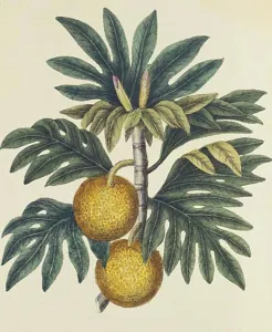 West Indies Prints: Breadfuit: Artocarpus incisus (c)