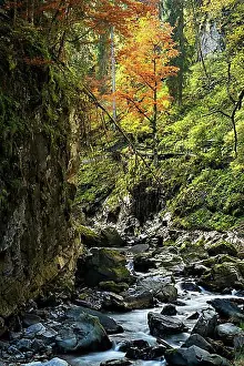 Body Of Water Prints: The Breitachklamm gorge with the Breitach river in autumn