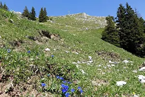Mountain Chain Prints: The Breitenstein in the Bavarian Prealps in summer
