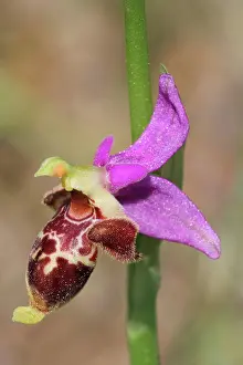 Greece Prints: Bremifera Bee Orchid (Ophrys bremifera) close-up of flower