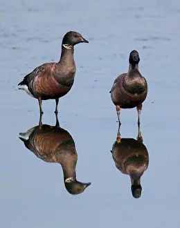 Refle Ction Prints: Brent Goose (Branta bernicla) adult pair